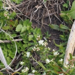 Asperula gunnii at Booth, ACT - 18 Nov 2022 03:18 PM