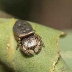 Simaethula sp. (genus) (A jumping spider) at Higgins, ACT - 22 Dec 2022 by AlisonMilton