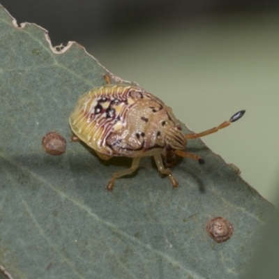 Anischys sp. (genus) (Unidentified Anischys bug) at Higgins, ACT - 23 Dec 2022 by AlisonMilton