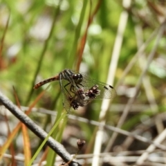 Nannophya dalei (Eastern Pygmyfly) at High Range, NSW - 24 Nov 2022 by GlossyGal