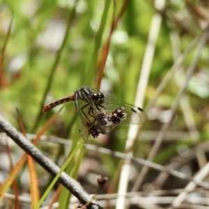 Nannophya dalei at High Range, NSW - suppressed