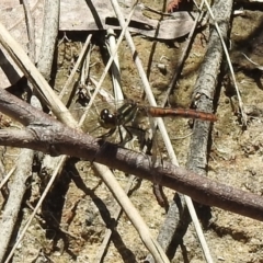 Nannophya dalei at High Range, NSW - suppressed