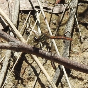 Nannophya dalei at High Range, NSW - suppressed