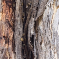 Apis mellifera (European honey bee) at Higgins, ACT - 23 Dec 2022 by AlisonMilton