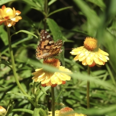 Vanessa kershawi (Australian Painted Lady) at Wingecarribee Local Government Area - 24 Nov 2022 by GlossyGal