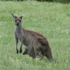 Macropus fuliginosus (Western grey kangaroo) at North Walpole, WA - 1 Nov 2017 by natureguy