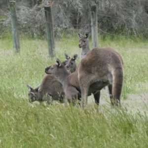 Macropus fuliginosus at North Walpole, WA - 1 Nov 2017 11:34 AM