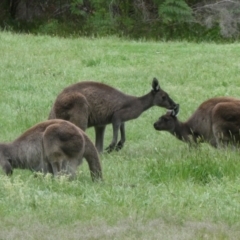 Macropus fuliginosus at North Walpole, WA - 1 Nov 2017