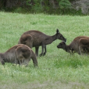 Macropus fuliginosus at North Walpole, WA - 1 Nov 2017