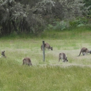 Macropus fuliginosus at North Walpole, WA - 1 Nov 2017