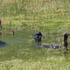 Phalacrocorax sulcirostris (Little Black Cormorant) at Fyshwick, ACT - 23 Dec 2022 by RodDeb