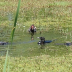 Phalacrocorax sulcirostris at Fyshwick, ACT - 23 Dec 2022