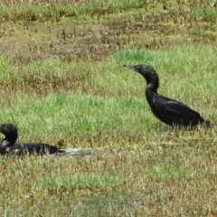 Phalacrocorax sulcirostris at Fyshwick, ACT - 23 Dec 2022