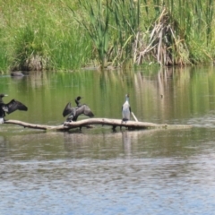 Phalacrocorax sulcirostris at Fyshwick, ACT - 23 Dec 2022