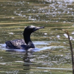 Phalacrocorax sulcirostris at Fyshwick, ACT - 23 Dec 2022