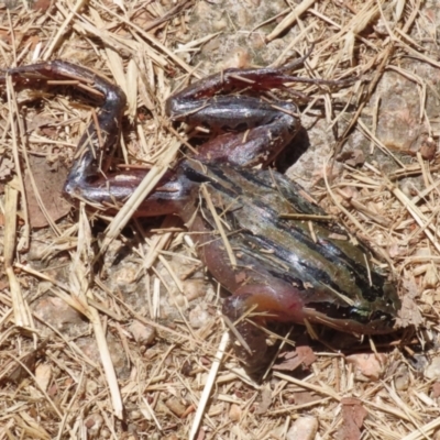 Limnodynastes peronii (Brown-striped Frog) at Fyshwick, ACT - 23 Dec 2022 by RodDeb