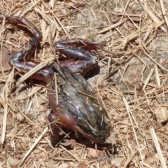 Limnodynastes peronii at Fyshwick, ACT - 23 Dec 2022