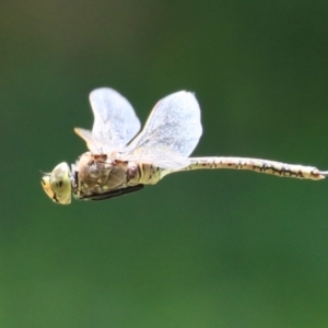 Anax papuensis at Fyshwick, ACT - 23 Dec 2022