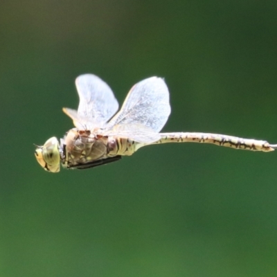 Anax papuensis (Australian Emperor) at Jerrabomberra Wetlands - 23 Dec 2022 by RodDeb