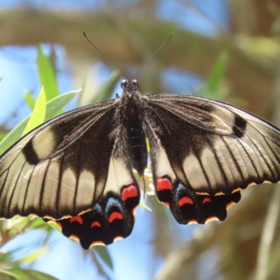 Papilio aegeus (Orchard Swallowtail, Large Citrus Butterfly) at Fyshwick, ACT - 23 Dec 2022 by RodDeb