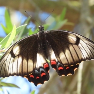 Papilio aegeus at Fyshwick, ACT - 23 Dec 2022