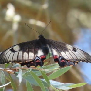 Papilio aegeus at Fyshwick, ACT - 23 Dec 2022