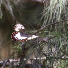 Papilio aegeus at Fyshwick, ACT - 23 Dec 2022