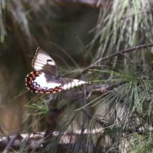 Papilio aegeus at Fyshwick, ACT - 23 Dec 2022