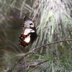 Papilio aegeus at Fyshwick, ACT - 23 Dec 2022