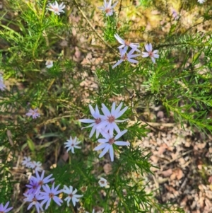 Olearia tenuifolia at Latham, ACT - 24 Dec 2022