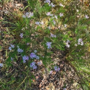 Olearia tenuifolia at Latham, ACT - 24 Dec 2022