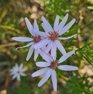 Olearia tenuifolia at Latham, ACT - 24 Dec 2022