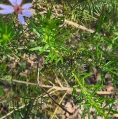 Olearia tenuifolia at Latham, ACT - 24 Dec 2022