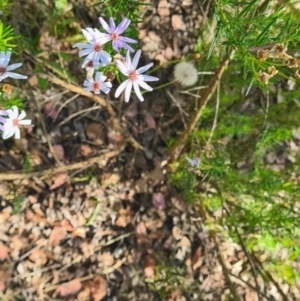 Olearia tenuifolia at Latham, ACT - 24 Dec 2022