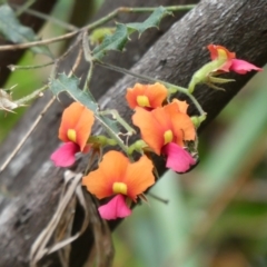 Chorizema ilicifolium (Holly Flame Pea) at Tingledale, WA - 2 Nov 2017 by natureguy