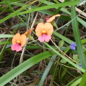 Chorizema ilicifolium at Tingledale, WA - 2 Nov 2017 05:02 AM