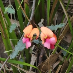 Chorizema ilicifolium at Tingledale, WA - 2 Nov 2017