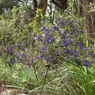 Hovea elliptica (Tree Hovea) at Tingledale, WA - 1 Nov 2017 by natureguy