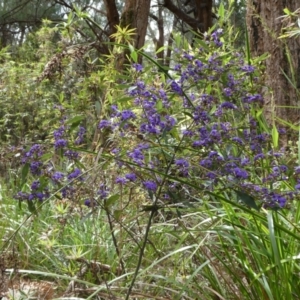 Hovea elliptica at Tingledale, WA - 2 Nov 2017