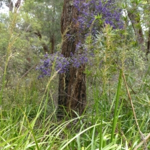 Hovea elliptica at Tingledale, WA - 2 Nov 2017 07:30 AM