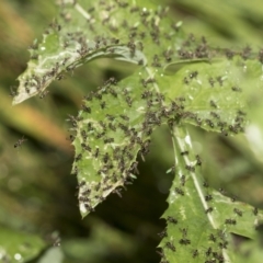 Parapalaeosepsis plebeia (Ant fly) at Cantor Crescent Woodland, Higgins - 22 Dec 2022 by AlisonMilton