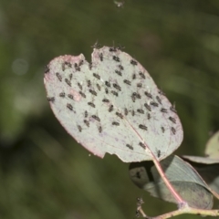 Parapalaeosepsis plebeia at Higgins, ACT - 23 Dec 2022 08:57 AM