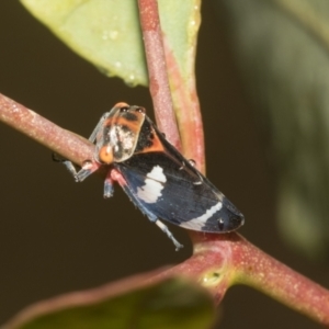 Eurymeloides pulchra at Higgins, ACT - 22 Dec 2022