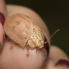 Paropsis atomaria (Eucalyptus leaf beetle) at Higgins, ACT - 23 Dec 2022 by AlisonMilton