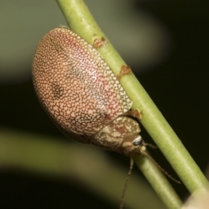 Paropsis atomaria at Higgins, ACT - 23 Dec 2022 09:00 AM