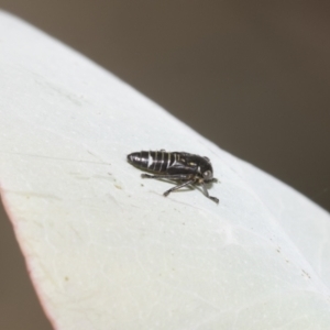 Rosopaella cuprea at Higgins, ACT - 23 Dec 2022