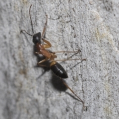 Camponotus consobrinus (Banded sugar ant) at Higgins, ACT - 23 Dec 2022 by AlisonMilton