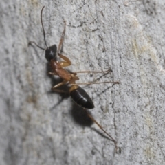 Camponotus consobrinus (Banded sugar ant) at Higgins, ACT - 22 Dec 2022 by AlisonMilton