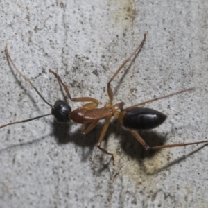 Camponotus consobrinus at Higgins, ACT - 23 Dec 2022