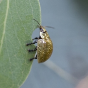 Paropsisterna cloelia at Scullin, ACT - 19 Nov 2022